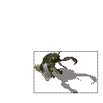 传奇跳跳蜂属性